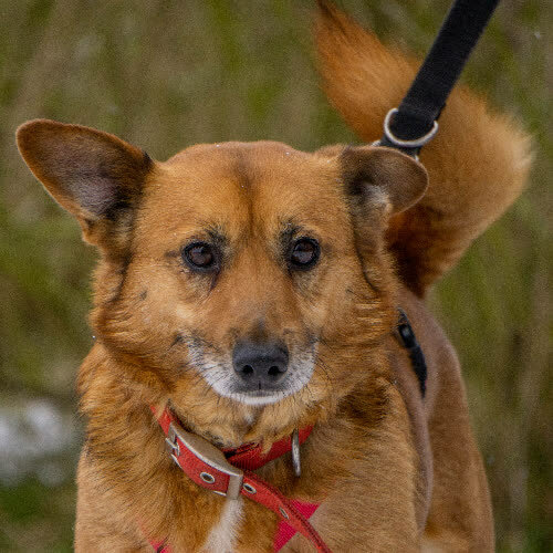 Psy ze schroniska do adopcji Krzyś