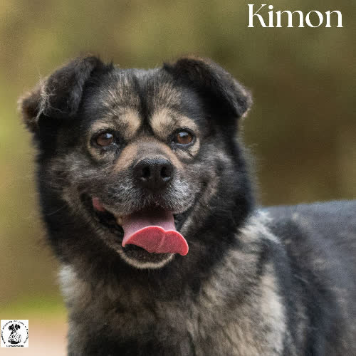 Przyjazny KIMON 