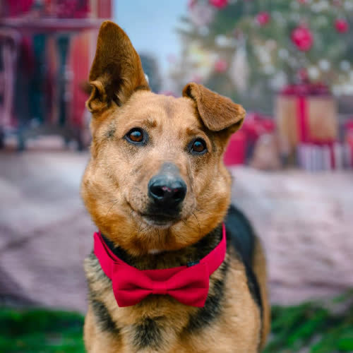 Psy ze schroniska do adopcji Misiek