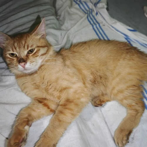 Rudy kotek grzecznościowo