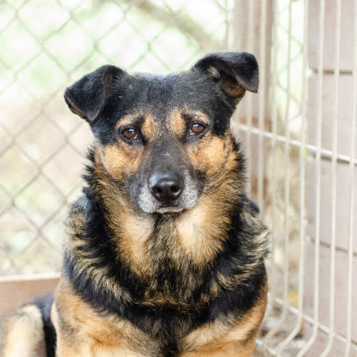 Psy ze schroniska do adopcji Edek