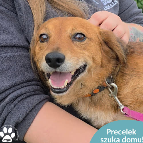 Precelek