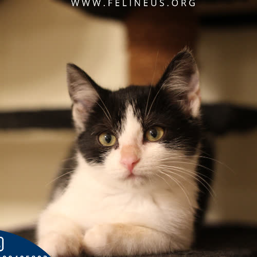 Koty ze schroniska do adopcji Beniamin