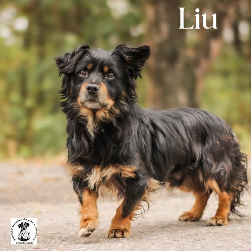 Psy ze schroniska do adopcji Liu
