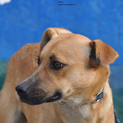 Psy ze schroniska do adopcji Mister