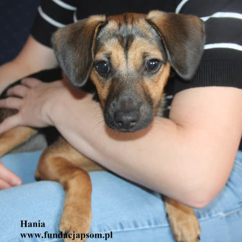 Psy ze schroniska do adopcji Hania