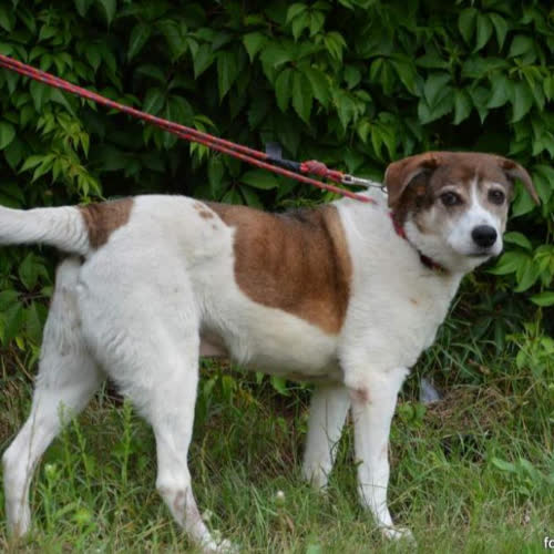 Psy ze schroniska do adopcji Maniek