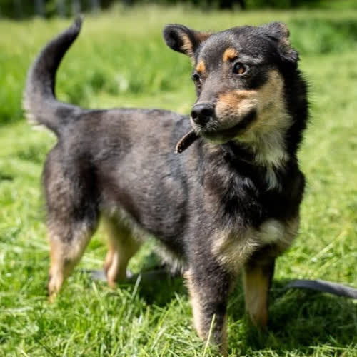 Psy ze schroniska do adopcji Alutka 