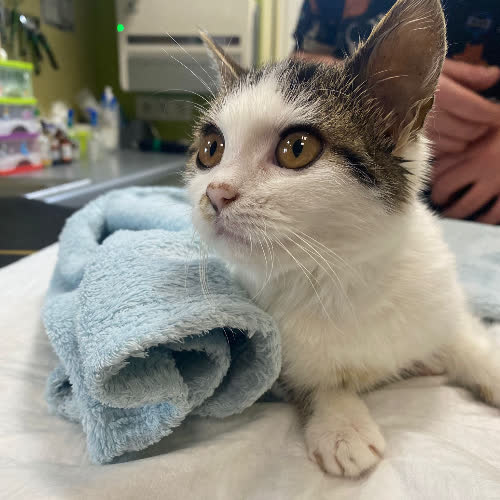 Koty ze schroniska do adopcji Amelka