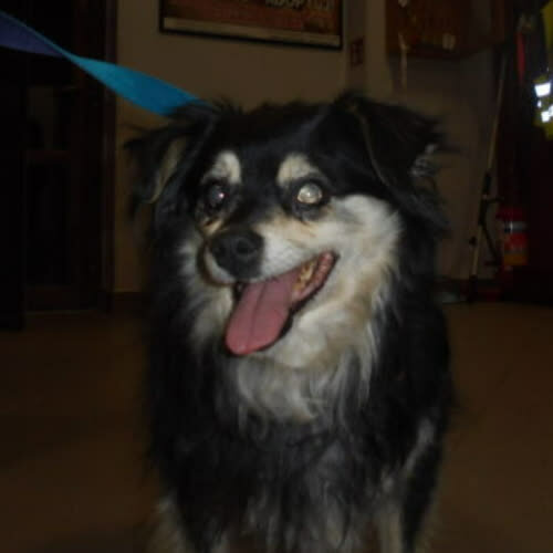 Psy ze schroniska do adopcji Szina