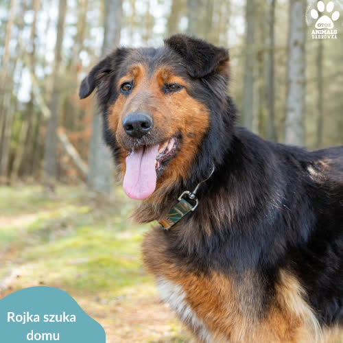 Psy ze schroniska do adopcji Rojka