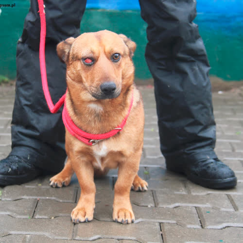 Psy ze schroniska do adopcji Bezik