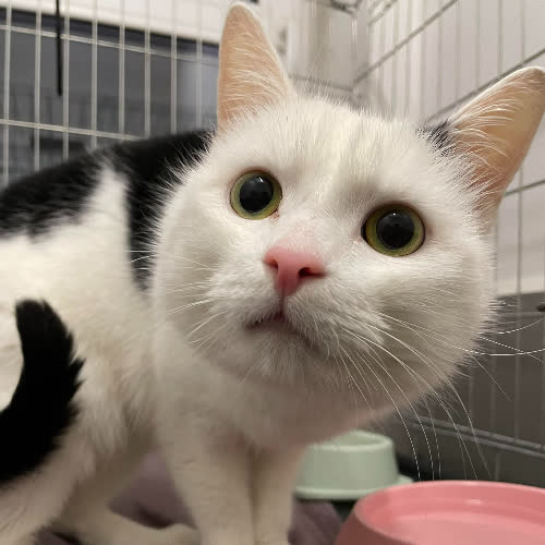 Koty ze schroniska do adopcji Ryszard