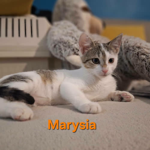Marysia
