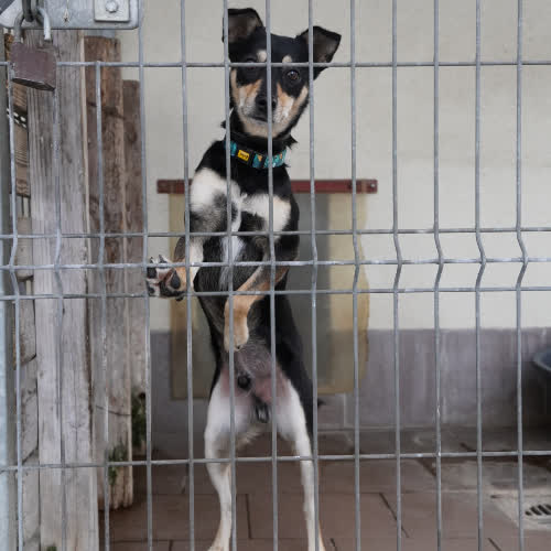 Psy ze schroniska do adopcji Fafik