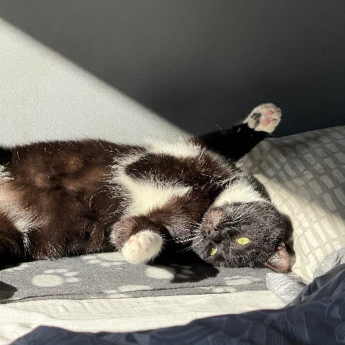 Koty ze schroniska do adopcji Pędzelek