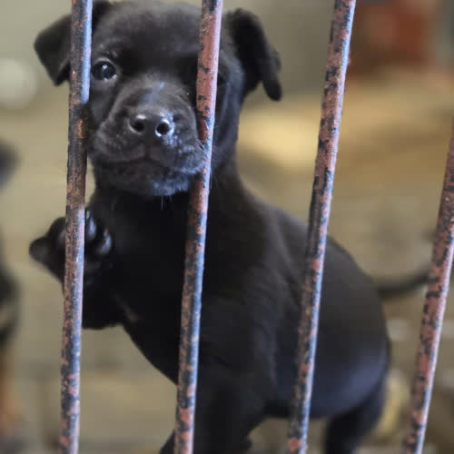 Psy ze schroniska do adopcji Szczeniak piesek 