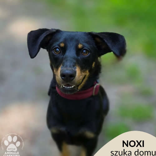 Noxi