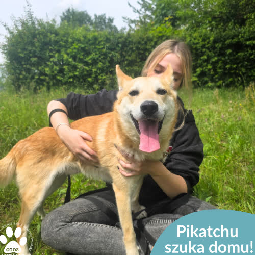 Psy ze schroniska do adopcji Pikachu