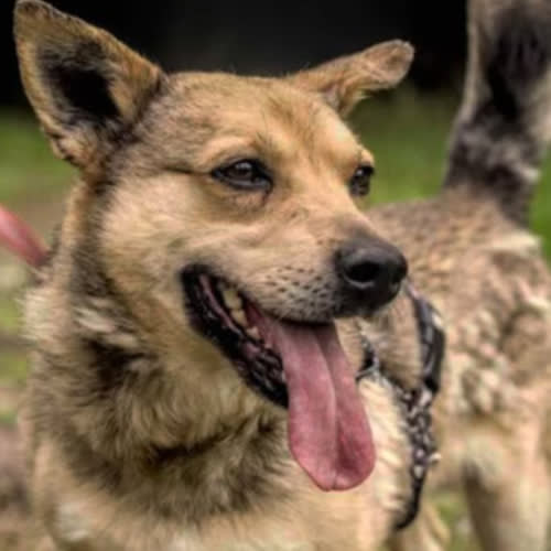 Psy ze schroniska do adopcji Dżej Dżej