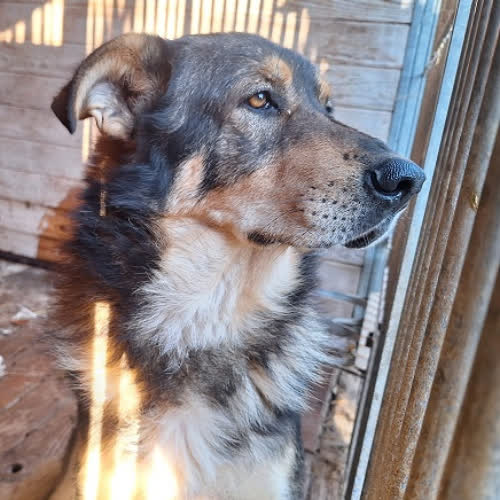 Psy ze schroniska do adopcji Tarzan