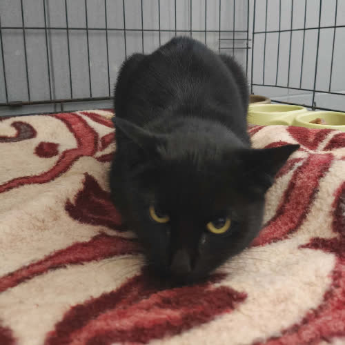 Koty ze schroniska do adopcji B25