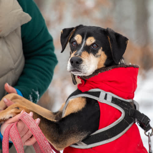 Psy ze schroniska do adopcji Zuma