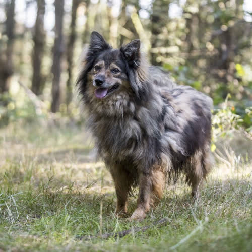 Psy ze schroniska do adopcji Sezam