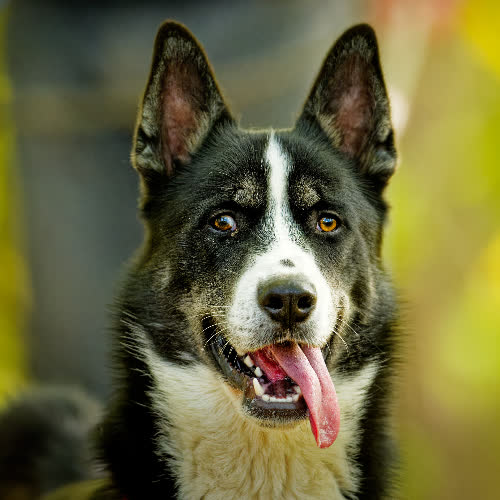 Psy ze schroniska do adopcji Bazyl