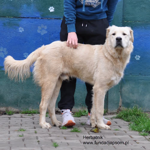 Psy ze schroniska do adopcji Herbatnik