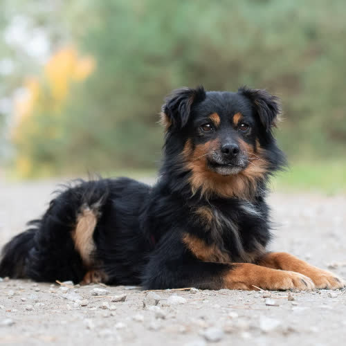 Psy ze schroniska do adopcji Zawadiacki MEEKO