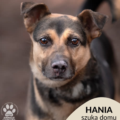 Psy ze schroniska do adopcji Hania
