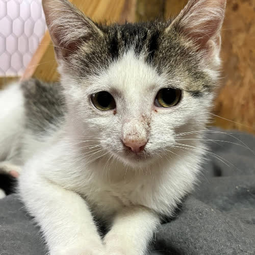 Koty ze schroniska do adopcji Paputek