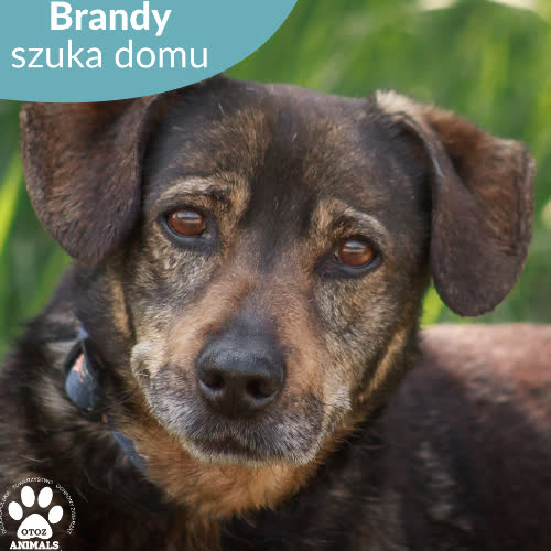 Psy ze schroniska do adopcji Brandy