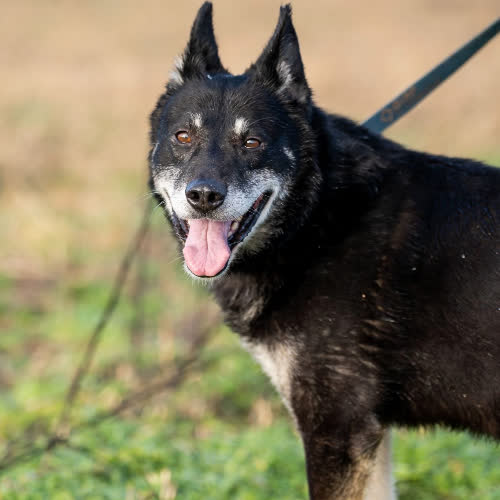 Psy ze schroniska do adopcji Beryl