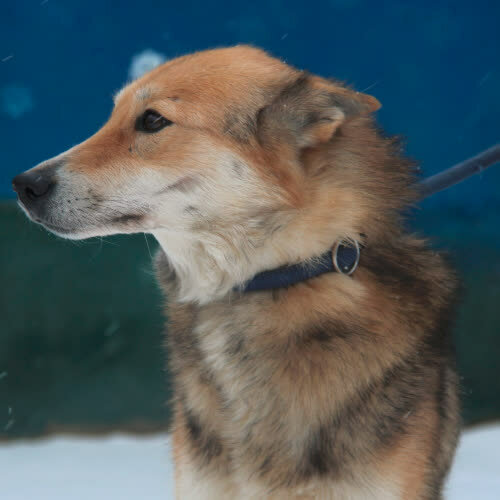 Psy ze schroniska do adopcji Pysia