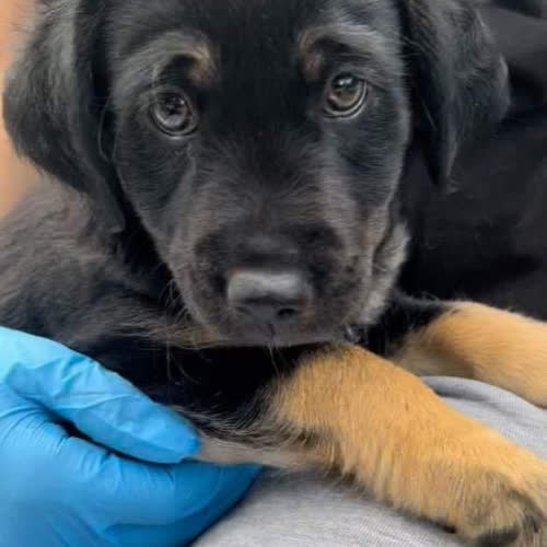 Szczeniaki suczki adopcja odzielna 