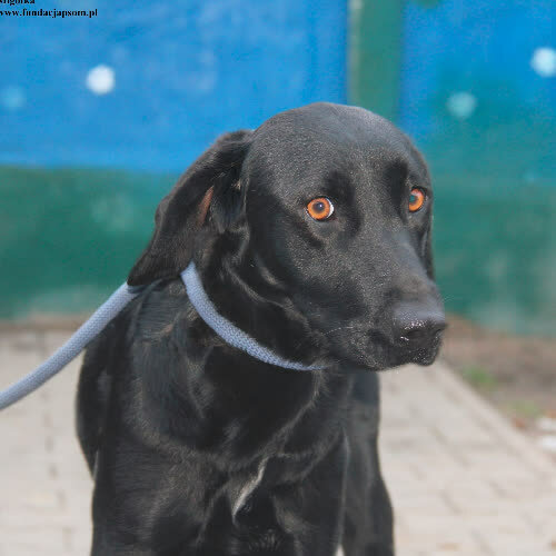 Psy ze schroniska do adopcji Migotka