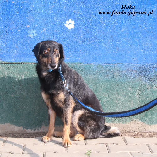 Psy ze schroniska do adopcji Moka