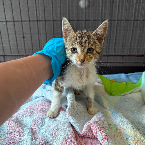 Koty ze schroniska do adopcji Sara