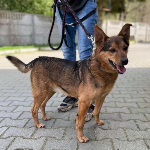 Psy ze schroniska do adopcji Poligon