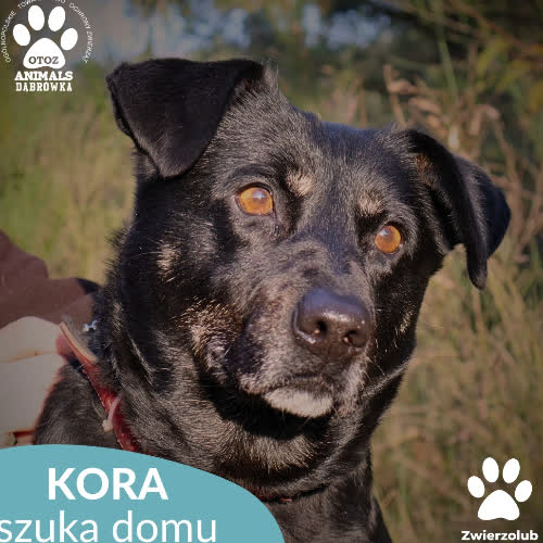 Psy ze schroniska do adopcji Kora