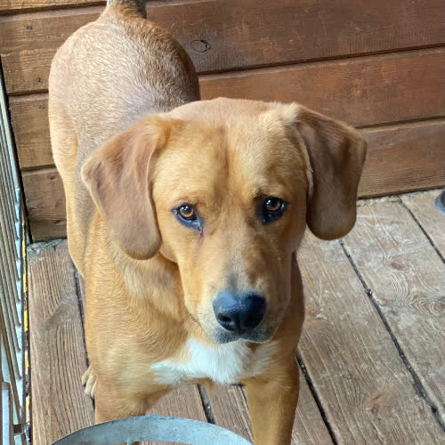 Psy ze schroniska do adopcji Tokaj