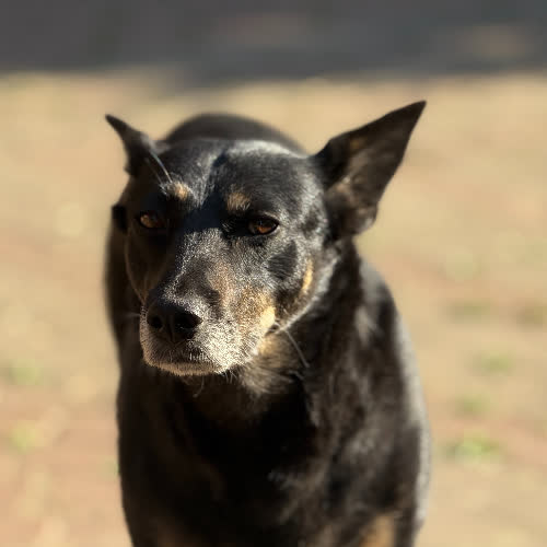 Psy ze schroniska do adopcji Zara