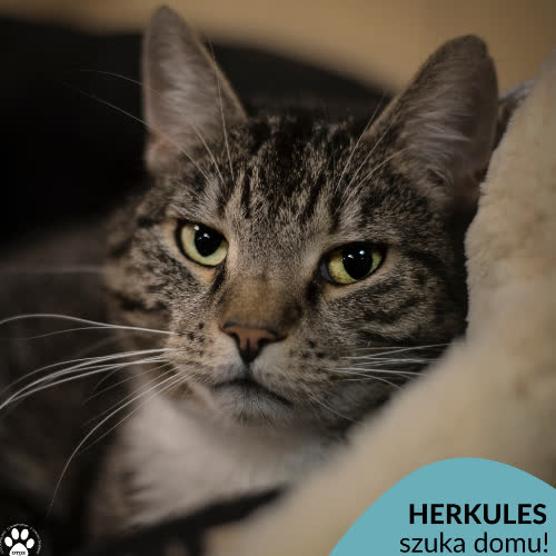 Koty ze schroniska do adopcji Herkules