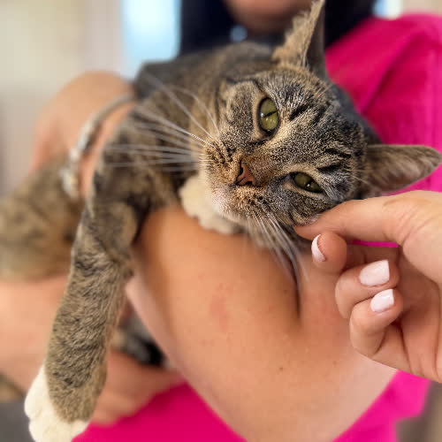 Koty ze schroniska do adopcji Karotka 2 latka 