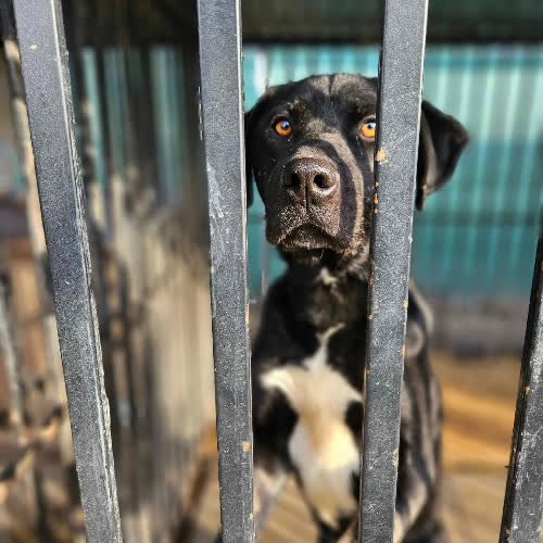 Psy ze schroniska do adopcji Tytus