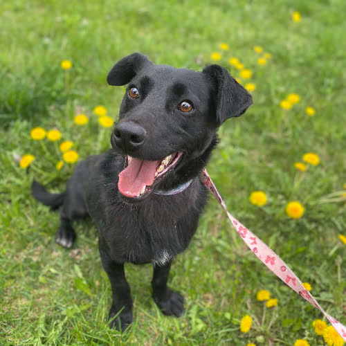 Psy ze schroniska do adopcji Pablo