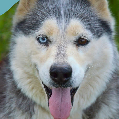 Psy ze schroniska do adopcji ASZA