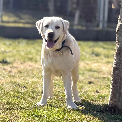 Psy ze schroniska do adopcji Falo 